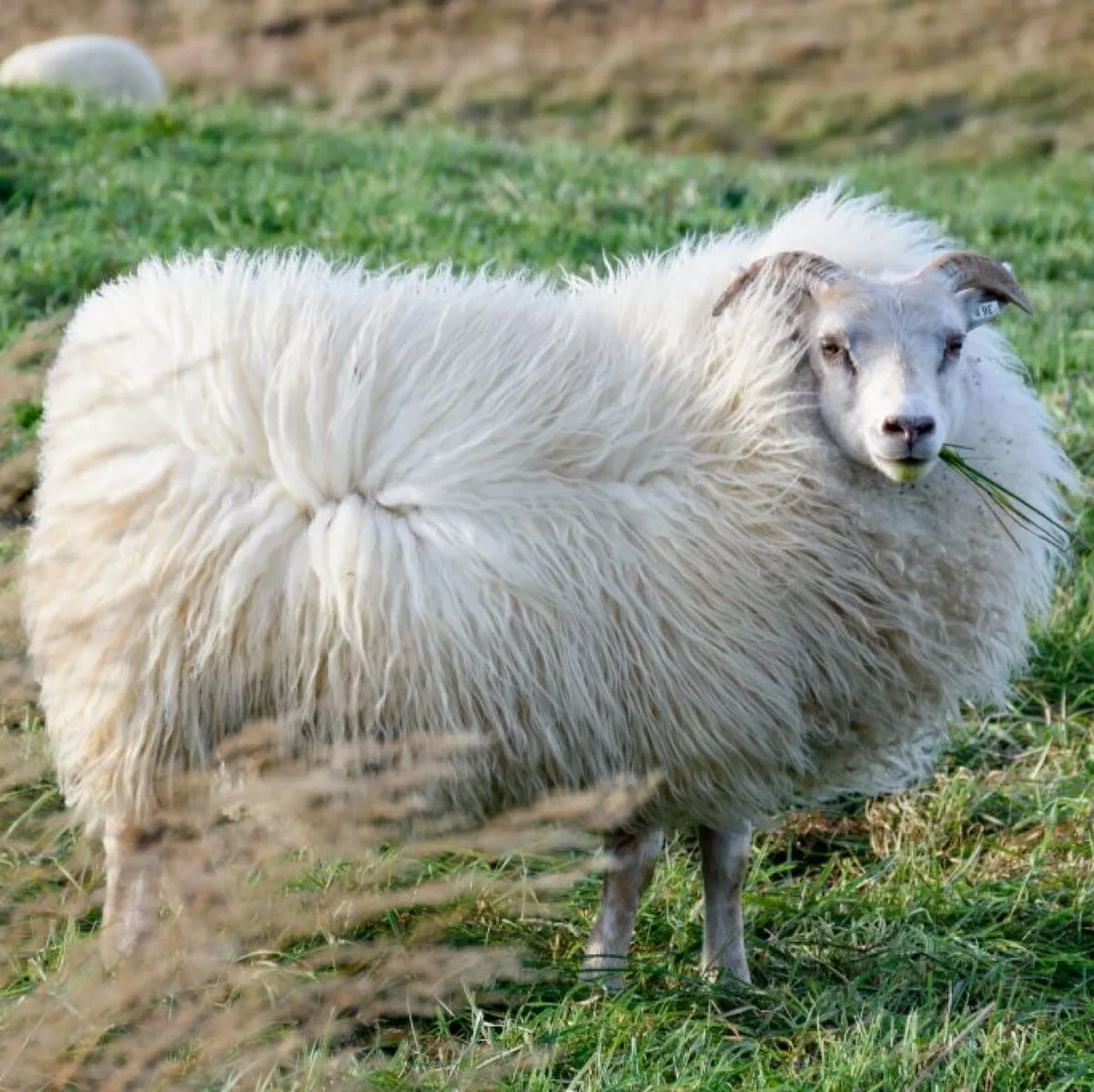 Icelandic Sheepskin by Cuero