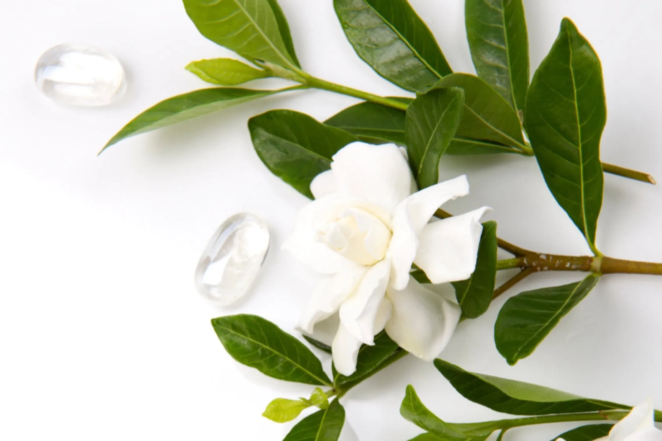 WHITE GARDENIA